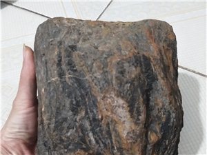 白城发现的木化石